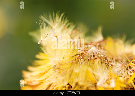 Xerochrysum Bracteatum Dargan Hill Monarch, ewige Blume Stockfoto