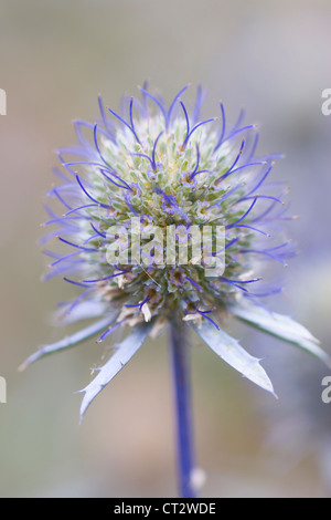 Eryngium Planum, Meer holly Stockfoto