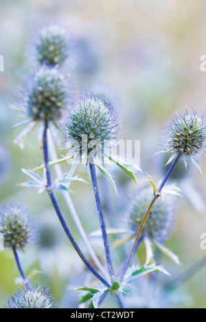 Eryngium Planum, Meer holly Stockfoto