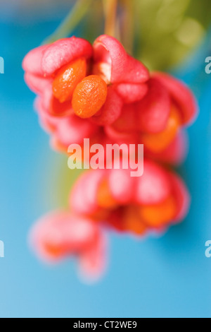 Euonymus Europaeus, Spindel Baum Stockfoto