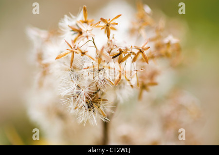 Eupatorium Cannabinum, Hemp agrimony Stockfoto