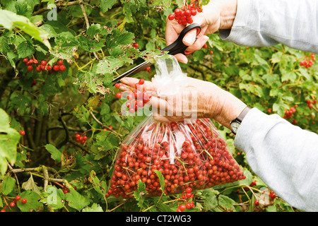 Viburnum weibliche Gärtner sammeln rote Beeren vom Strauch, Stockfoto