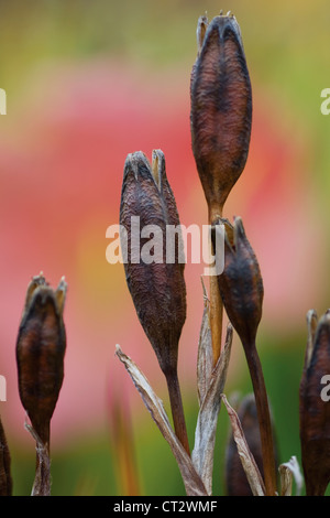 Iris Sibirica 'Caesars Brother', Iris, Sibirische Schwertlilie Stockfoto