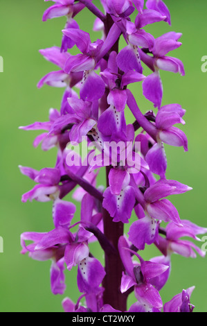 frühe lila Orchidee Orchis mascula Stockfoto