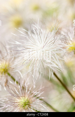 Kuhschelle Pulsatilla vulgaris Stockfoto