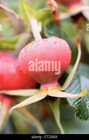 Rosa Rubiginosa, Rose Stockfoto