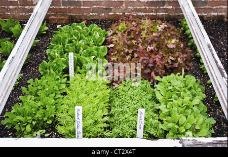 Salat Stockfoto