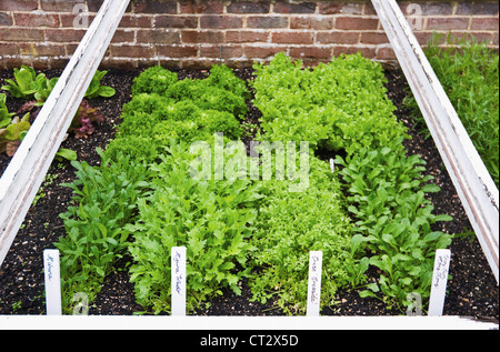 Brassica Rapa Nipposinica, Mizuna Stockfoto