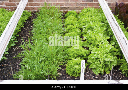 Lactuca Sativa 'Multy', Salat Stockfoto