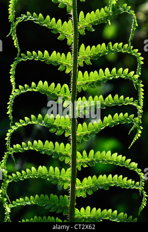 Ein Buckler Farn im Frühjahr Königreich unfurling Stockfoto