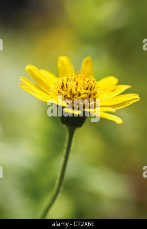 Arnica Montana, Arnika Stockfoto