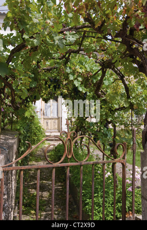 Vitis Vinifera, Weinrebe Stockfoto