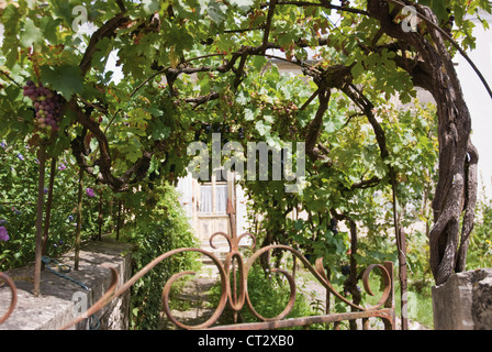 Vitis Vinifera, Weinrebe Stockfoto