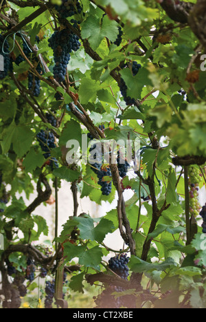 Vitis Vinifera, Weinrebe Stockfoto