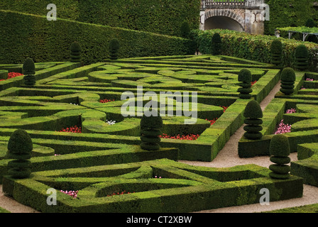 Buxus Sempervirens, Box, gemeinsame Stockfoto