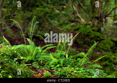 Harter Farn Blechnum spicant in einem Waldgebiet im Wye Valley Stockfoto