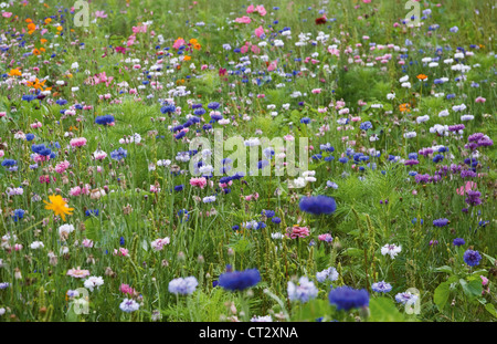 Centaurea Cyanus Kornblume Stockfoto