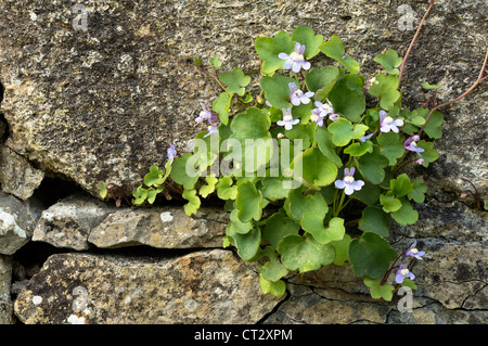 Cymbalaria Muralis Efeu-leaved Leinkraut oder Kenilworth Ivy Stockfoto