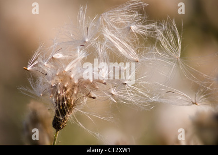 Cirsium Arvense, Creeping Thistle gefiederten Silber Samen im Wind wehen. Stockfoto
