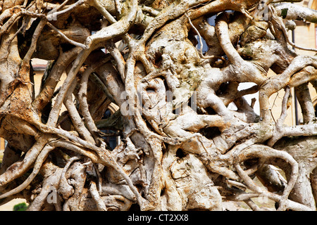 Der Baum Abachi, Triplochiton Scleroxylon Wurzel. tritt in Afrika wie die Ghana. Stockfoto