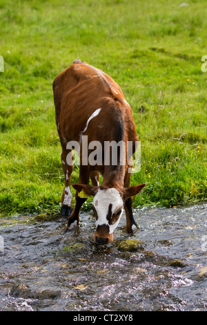 Ayrshire Kuh trinken im Bereich Strom in der Nähe von Arncliff, NorthYorkshire Dales, UK Stockfoto