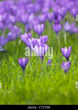 Crocus Vernus, Crocus Stockfoto