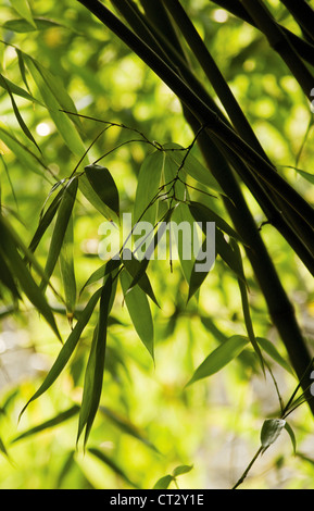 Phyllostachys Nigra, Bambus, schwarzen Bambus Stockfoto