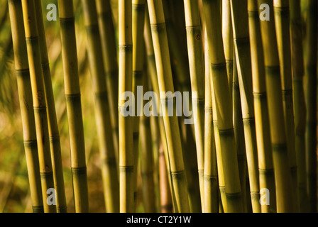 Chusquea Culeou, Bambus Stockfoto