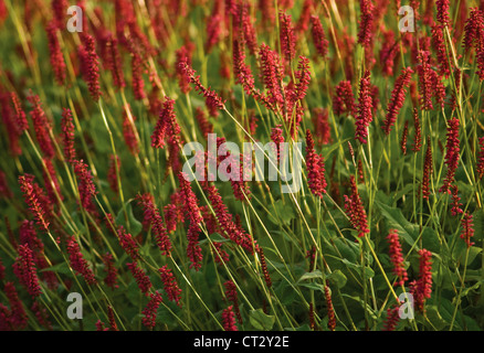 Persicaria Amplexicaulis 'Stier', cm. Spikes mit roten Blüten auf langen Stielen Stockfoto