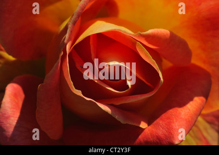 Eine kleine Greenfly sitzt auf einer Blütenhülle dieser schönen Nahaufnahme einer orangefarbenen Rose, die in der Abendsonne gefangen wurde. Stockfoto
