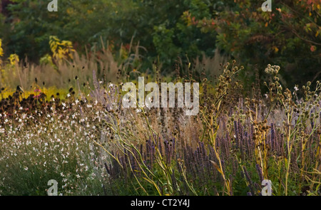 Eryngium Yuccifolium, Meer holly Stockfoto