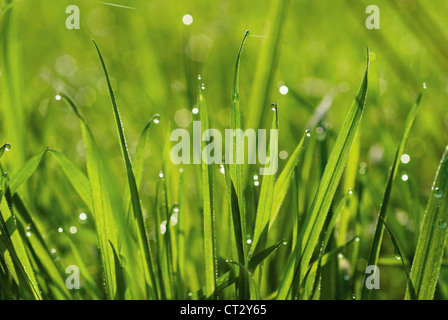 Grass Stockfoto