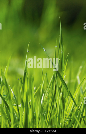 Grass Stockfoto