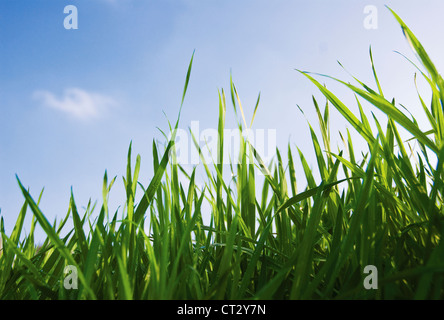 Grass Stockfoto