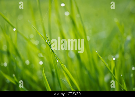 Grass Stockfoto