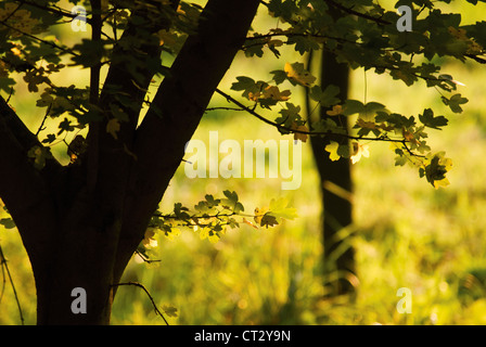 Acer Campestre, Feldahorn Stockfoto