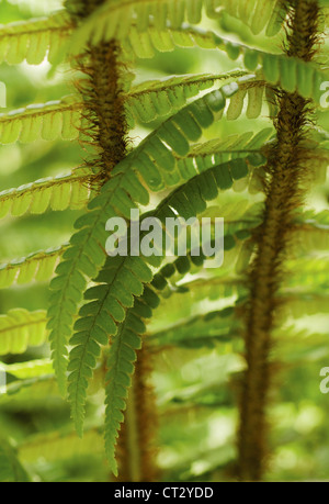 Dryopteris Wallichiana, Farn, Wallich Holz Farn, Nahaufnahme Detail der grünen Wedel. Stockfoto