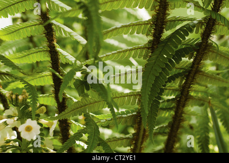 Dryopteris Wallichiana, Farn, Wallich Holz Farn Stockfoto