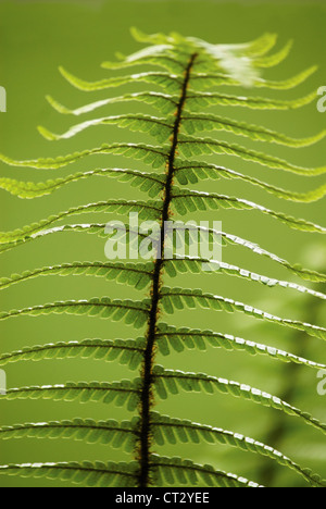 Dryopteris Wallichiana, Wallich Holz Farn, einzelne grüne aufrechte Wedel vor einem grünen Hintergrund. Stockfoto