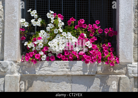 Petunien wachsen auf einer alten Steinfensterbank im Stadtteil Cannaregio, Venedig, Italien Stockfoto