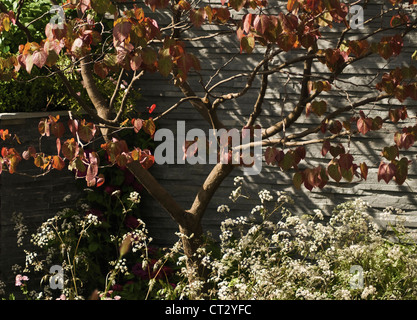 Cercis Ciliquastrum, Judus Baum Stockfoto