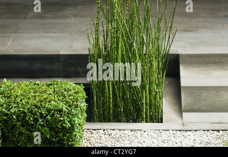 Equisetum fluviatile, Schachtelhalm, Wasser-Schachtelhalm Stockfoto