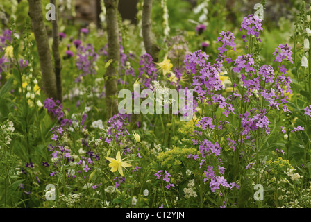 Hesperis Matronalis, süße Rakete, Dame der Rakete Stockfoto