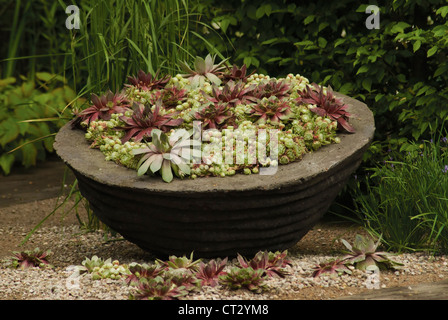 Sempervivum Tectorum, Hauswurz Stockfoto