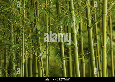 Phyllostachys Vivax, Bambus Stockfoto