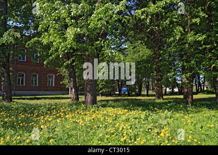 altes Haus unter Baum im park Stockfoto