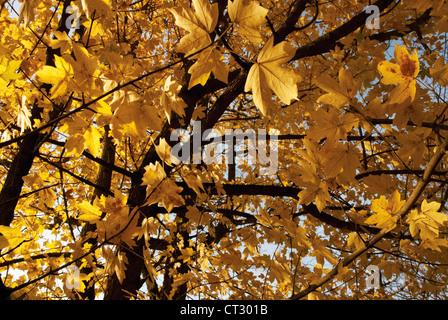 Acer Campestre, Feldahorn Stockfoto