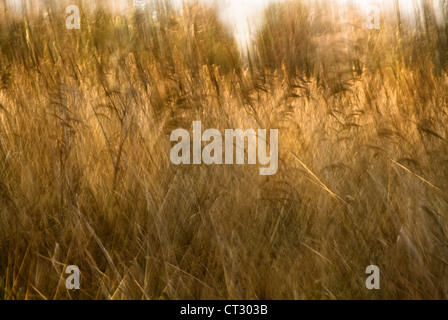 Phragmites Australis, Schilf, Segge Stockfoto