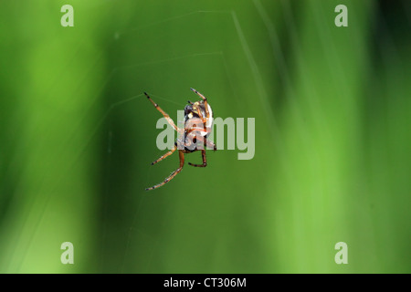 Rote Spinne auf grünem Hintergrund Stockfoto