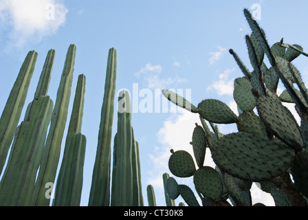 Pachycereus Marginatus, Kaktus, mexikanische Zaun Pfosten Kaktus Stockfoto